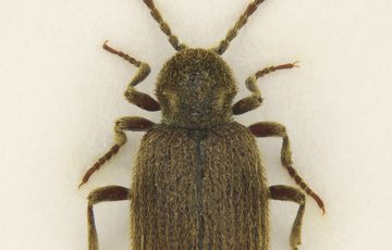 Example of an Australian Spider Beetle